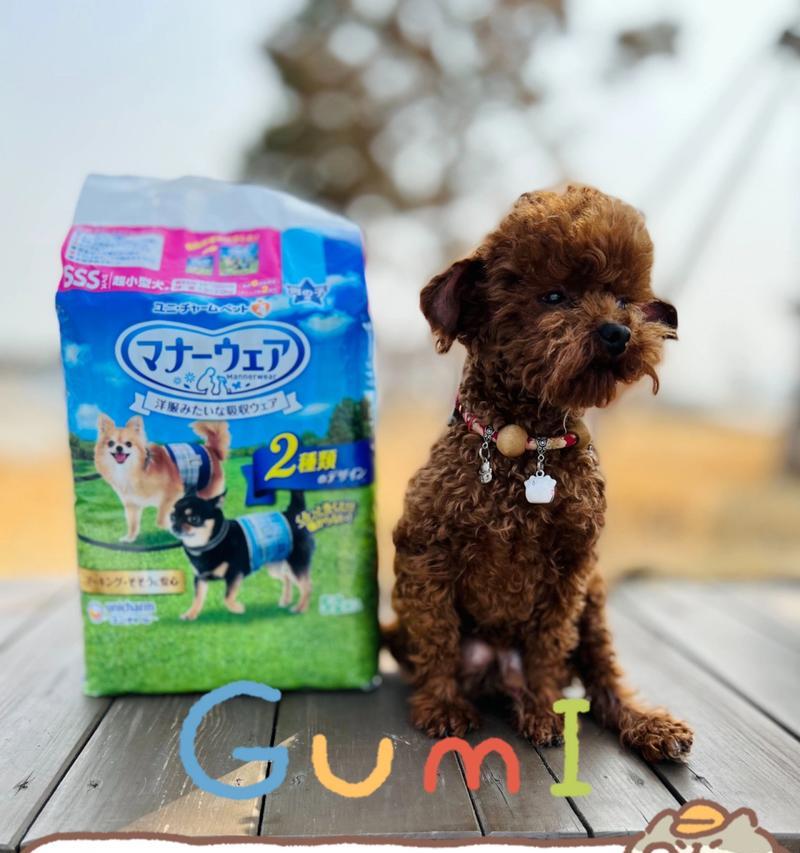 选择合适的狗狗尿片品牌，让宠物生活更方便（探索市场上最佳狗狗尿片品牌，为您提供专业建议）