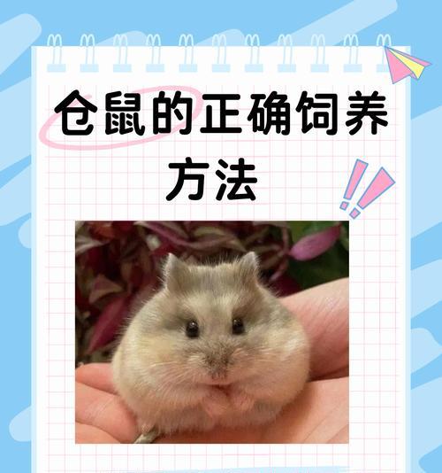 母仓鼠的特征及养殖技巧（探索母仓鼠的独特之处，打造幸福鼠家园）