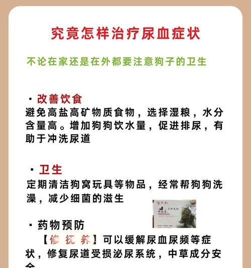 公犬尿血问题的原因与治疗方法（了解公犬尿血的常见原因及如何处理）