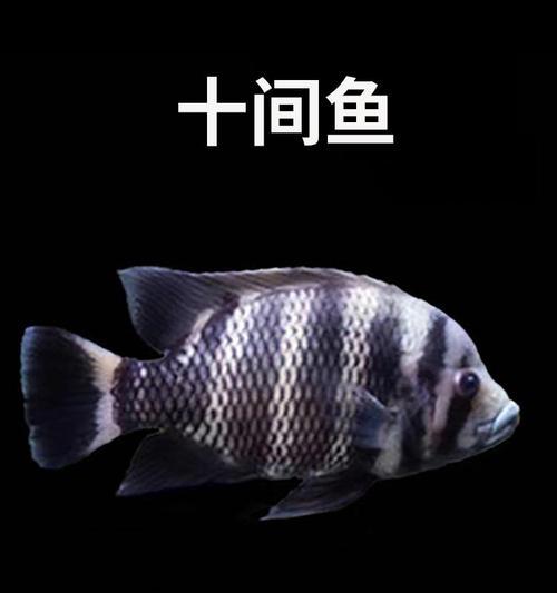 非洲美食探索（非洲大陆的鱼类烹饪艺术及食用建议）