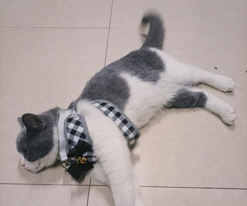 猫咪的屎为何如此臭？（揭秘猫咪屎臭的原因及解决方法）