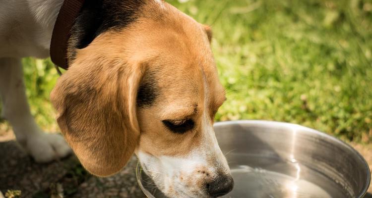 金毛犬何时可开始以生肉为主食？（了解金毛犬生肉饮食的最佳时间和注意事项）