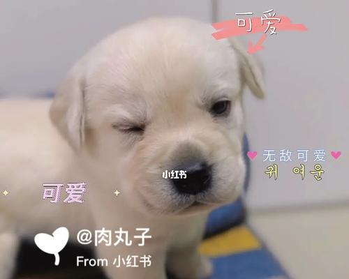 拉布拉多幼犬驱虫药的正确使用时机（科学护理拉布拉多幼犬，从健康开始）