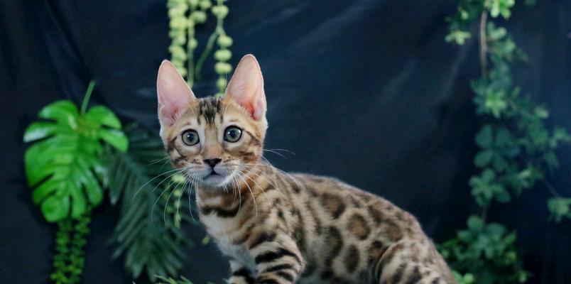 探秘神秘的F1豹猫（揭开F1豹猫的面纱，解读其背后的奥秘）
