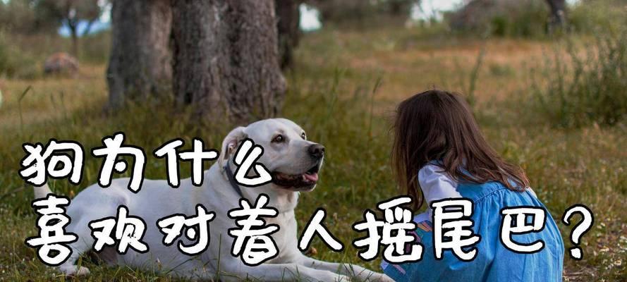 狗狗摇尾巴的含义（解读狗狗尾巴的摇动意味，帮你更好地理解你的宠物）