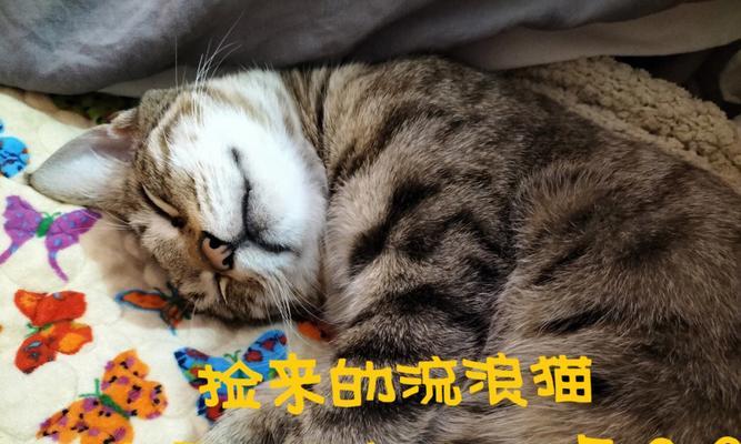 驱除以马犬螨虫，宠物的福音！（马犬螨虫的病因、症状及针对性治疗）