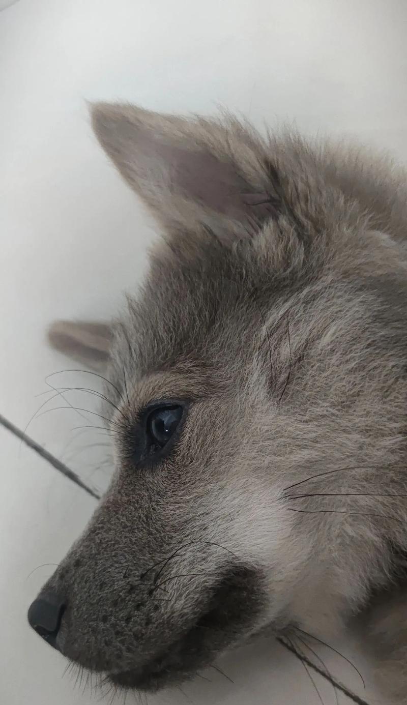 狗狗夏天的换毛全解析（为你的爱犬做好夏季毛发护理，让它们更舒适度过夏天）
