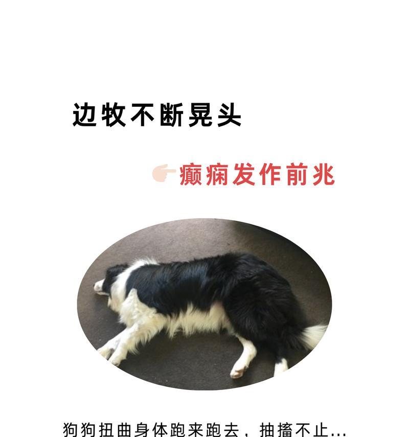 边牧为什么要吐？（探讨边牧吐的原因和解决方法）
