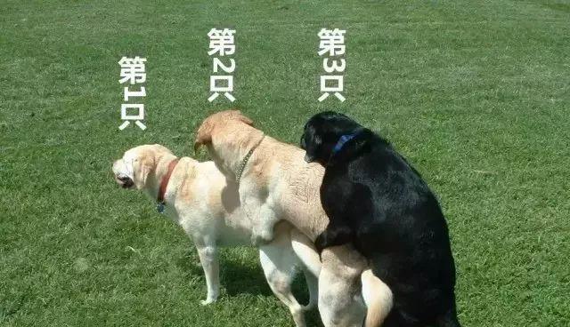 母狗的优点与特征（探索母狗的独特魅力）