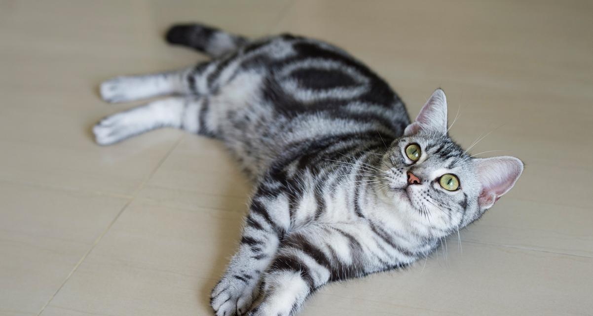 美短猫的理想毛色选取（挑选美短猫时应该关注的毛色特征）
