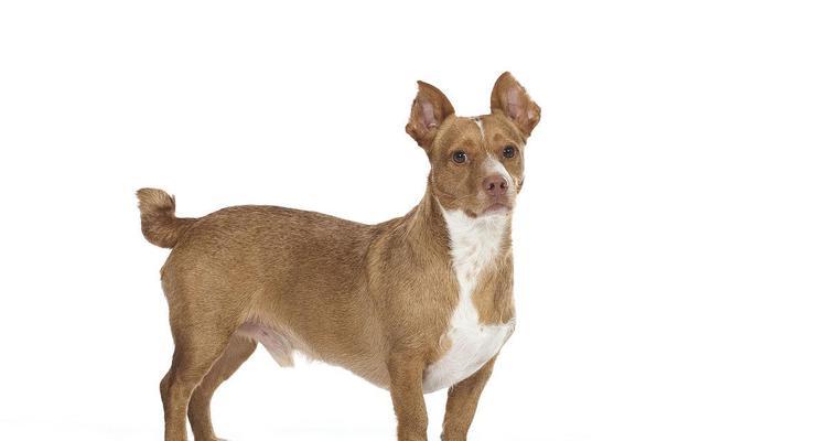 探秘短腿犬（与短腿犬一起发现无尽的惊喜与快乐）