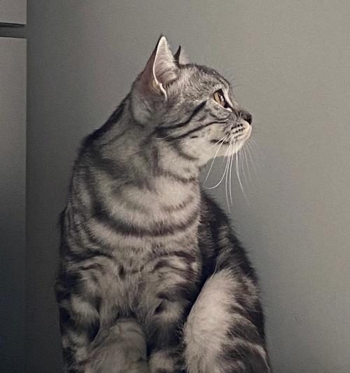 探寻最帅猫中的王者——布偶猫的魅力（神秘、优雅、英俊，看布偶猫如何成为最帅猫中的佼佼者）