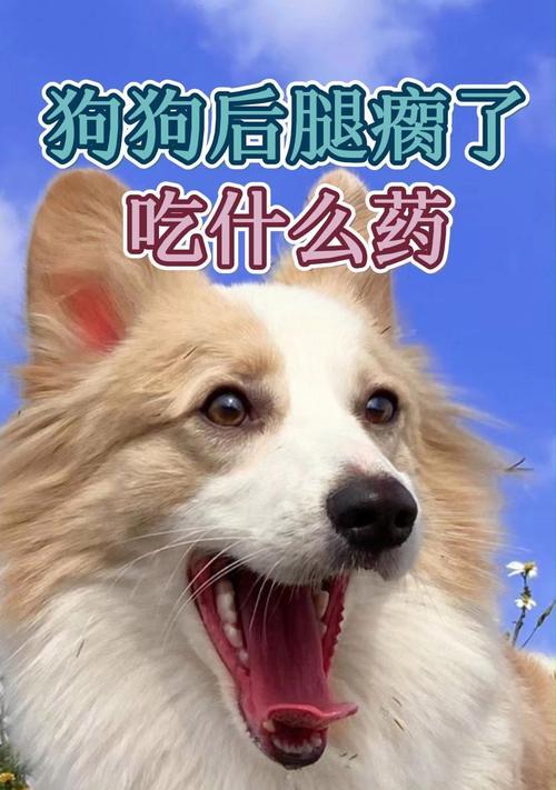 狗病了怎么办？药物是关键！（了解狗病常用药物，让它们健康快乐一生。）