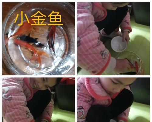 金鱼的过度喂养及其反应（金鱼生态系统破坏和健康问题）