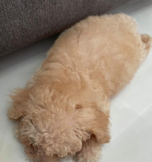狗狗为何总是抓痒？（探究狗狗抓痒的原因及解决方法）