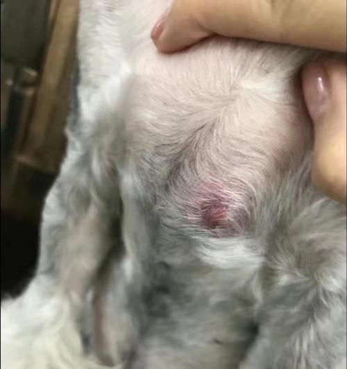 母狗乳房肿瘤的症状及治疗方法（了解乳房肿瘤的发展过程，及时预防和治疗）