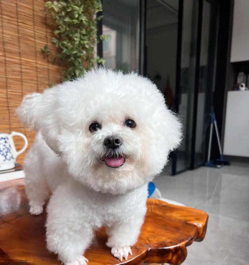 比熊犬（拥有迷人外貌和温柔性格的比熊犬）