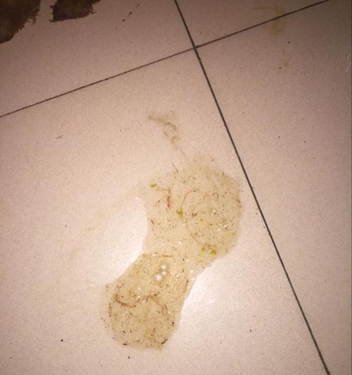 宝宝泰迪出生一个月的饮食及处理吐的方法（掌握营养均衡的泰迪犬食谱，为宝宝提供适当的食物以预防呕吐）