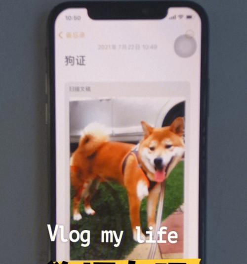 为什么需要办狗证？（探讨狗证的必要性与重要性）
