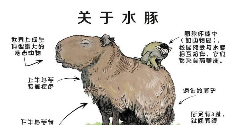 豚鼠牙齿过长（了解豚鼠牙齿过长的问题，保护它们的口腔健康）