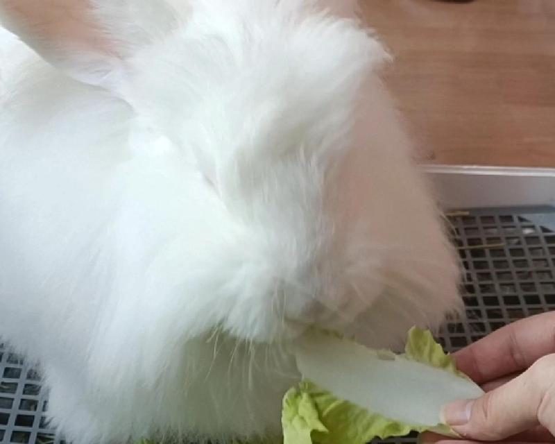 兔子不能吃的食物及其危害（了解兔子饮食禁忌，守护它们的健康）