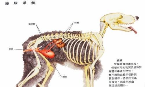 狗肾肥大的症状、原因和治疗方法（了解狗肾肥大，提早防范养育中的问题）