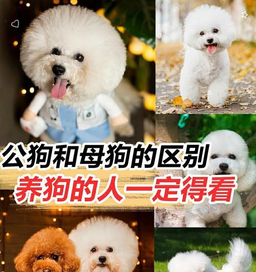 母狗分娩时的注意事项（关爱和保护母狗及幼犬的关键步骤）