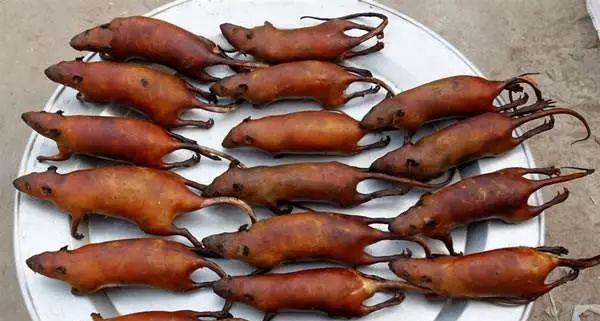 探索可食用的鼠类品种（多样性与营养的选择——了解鼠类饮食习性和食用潜力）