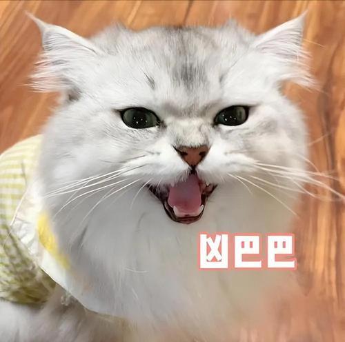 选择适当时机给母猫做绝育（保护猫咪健康，控制繁殖，精心选择适宜绝育时间）