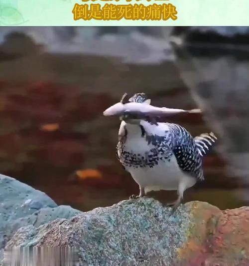 给狗狗吃鱼的好处与坏处（狗狗适度吃鱼是有益健康的，但需注意鱼类选择和烹饪方法）