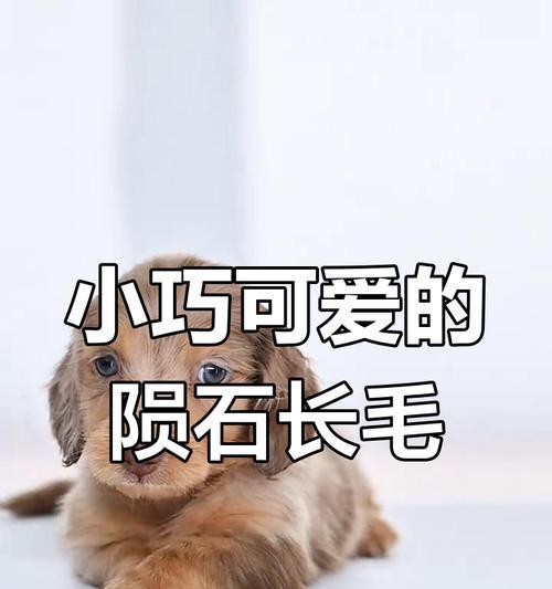 陨石腊肠犬（探索陨石腊肠犬的起源、特点与魅力）