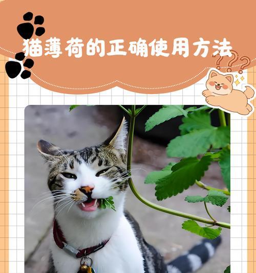揭秘猫薄荷的奥秘（探寻猫薄荷的来历、功效与使用方法）