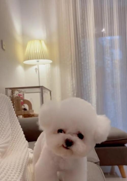 狗狗修毛的好处（为宠物狗修毛提供良好的保健与美容）