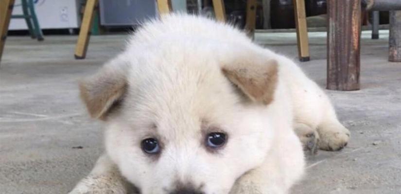 狗狗为何总是要咬我的手？（探寻狗狗咬手行为背后的原因与解决方法）