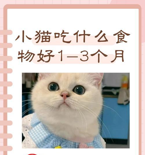 小奶猫的日常饮食习惯（了解小奶猫的主要食物以及饮食需求）