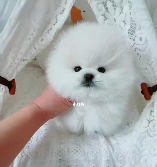 博美狗爆毛期全解析（博美狗为何会爆毛，如何照顾？）