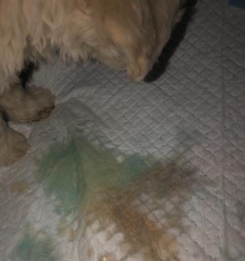 狗狗乘飞机使用镇定药的副作用及注意事项（狗狗乘坐飞机使用镇定药应该注意什么？）