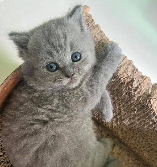 探寻蓝猫的爪子之谜（揭秘蓝猫爪子的神秘颜色）