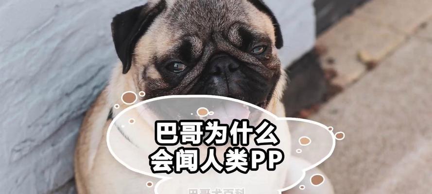 为什么狗狗会喜欢人类？（探寻狗狗与人类之间特殊的情感纽带）