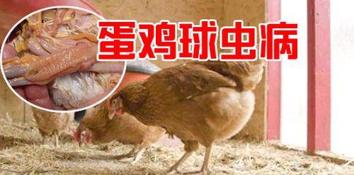 狗有球虫症状（犬体内球虫寄生的表现及应对措施）