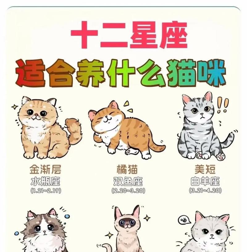 选择适合自己的猫咪品种，陪伴你的每一天（多样选择，找到适合你的猫咪伴侣）
