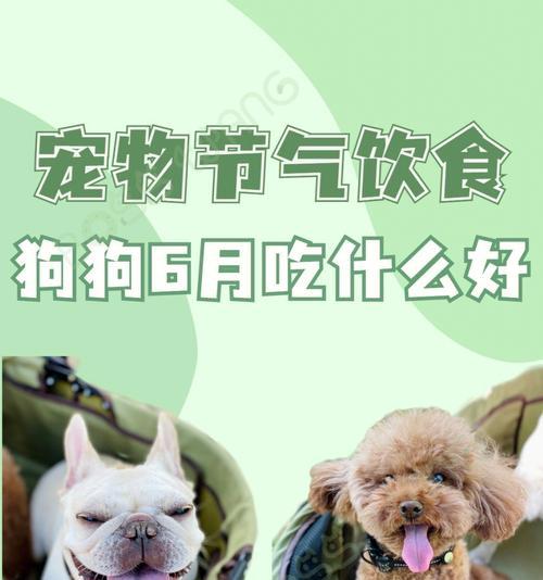 给两个多月的狗狗喂什么最合适？（为您解答狗狗饮食问题，让狗狗健康成长）