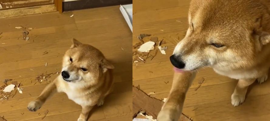 狗狗为什么喜欢抓门？（探究狗狗抓门的原因及解决方法）