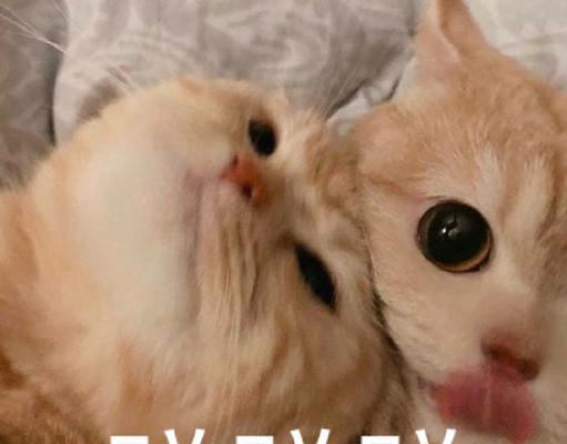 猫咪的蹭人行为究竟意味着什么？（揭秘猫咪蹭人的原因及心理需求）