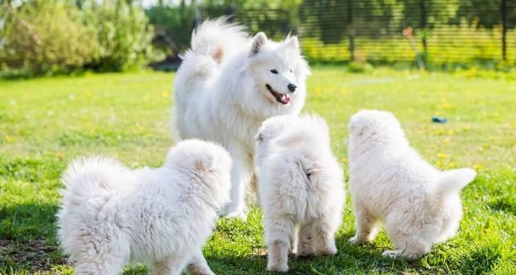 如何为半岁幼犬提供健康饮食（了解半岁幼犬饮食需求，让它们健康快乐成长）