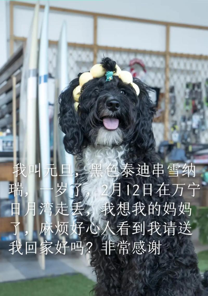 选择一个适合狗狗生意的好名字（从市场定位到品牌形象，如何找到一个与你的狗狗生意相匹配的名字）