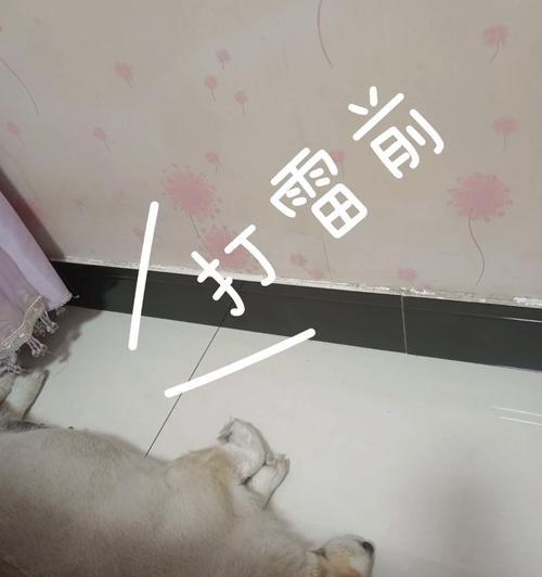 狗为什么怕打雷？（探究狗害怕打雷的原因及应对方法）