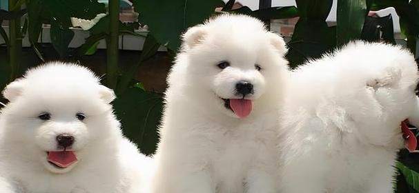 《萨摩犬名字大全——为你的宠物选择个性化的名字》（给你的萨摩犬起个独特的名字，让它与众不同）
