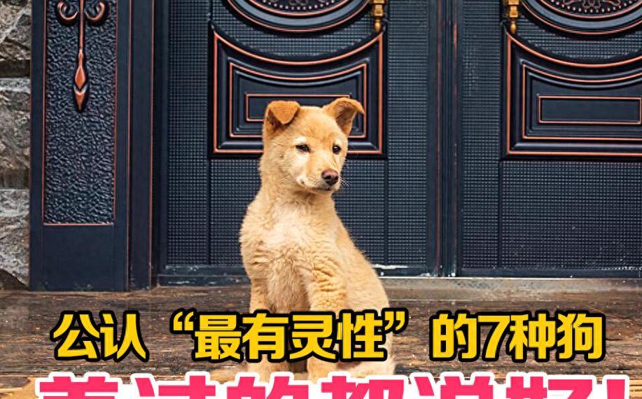 小狗的通灵之谜（探索小狗与人类之间的神秘联系）