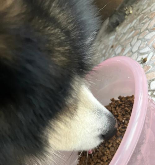 狗狗换肠子的症状及预防措施（了解狗狗身体的信号）